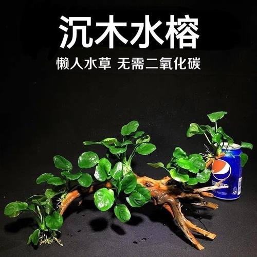 水榕沉木鱼缸造景净水增氧好养耐活耐热耐寒绿植观赏鱼虾喜爱躲藏