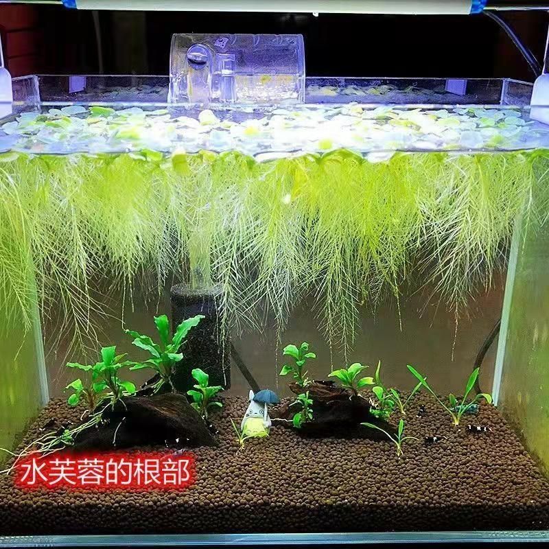 池塘水生植物水芙蓉四季生长养鱼净化植物无土水生栽培观赏