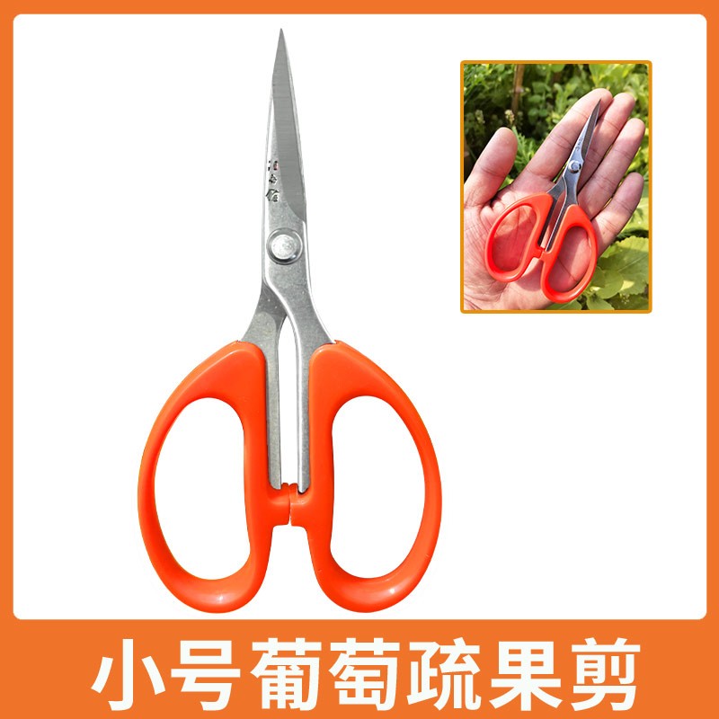 汪吾铨特小号SS125葡萄疏果剪阳光玫瑰不锈钢迷你修果剪采摘剪