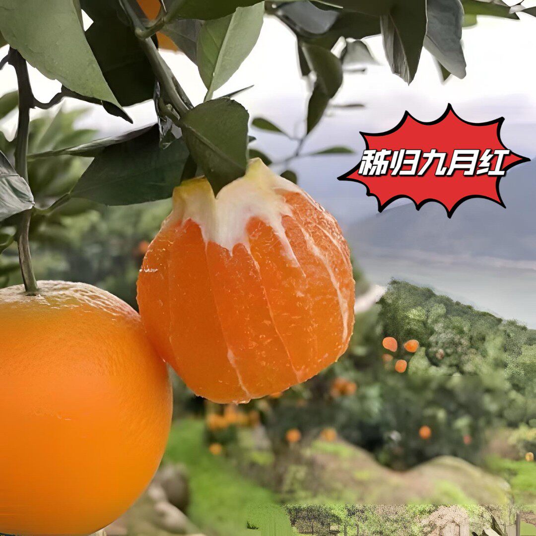 湖北秭归三峡春橙伦晚应季新鲜现摘现发/个小/5-9斤/坏果包赔