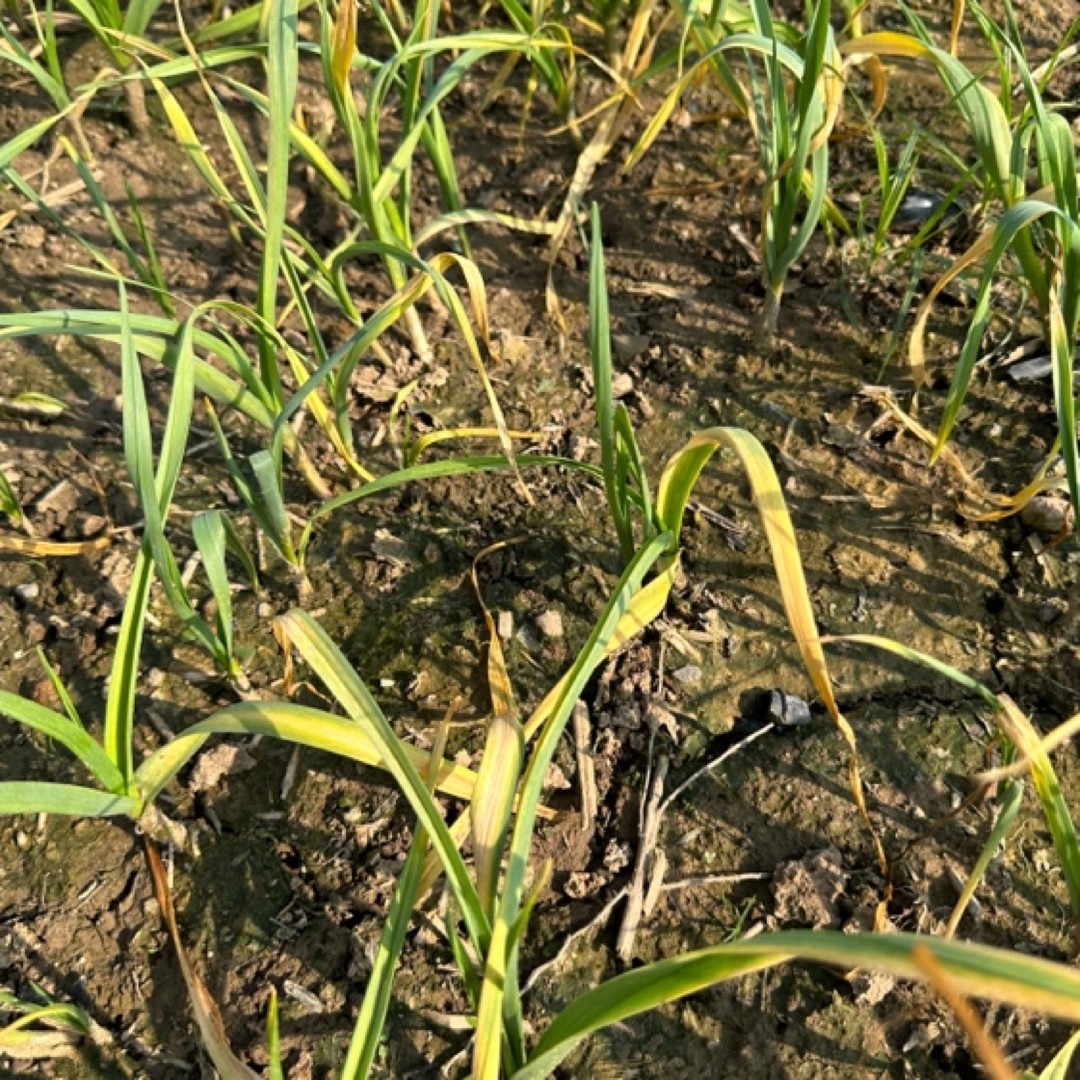 【蒜苗保护伞】5桶水装蒜苗蓟马叶枯疫病干尖防治套餐