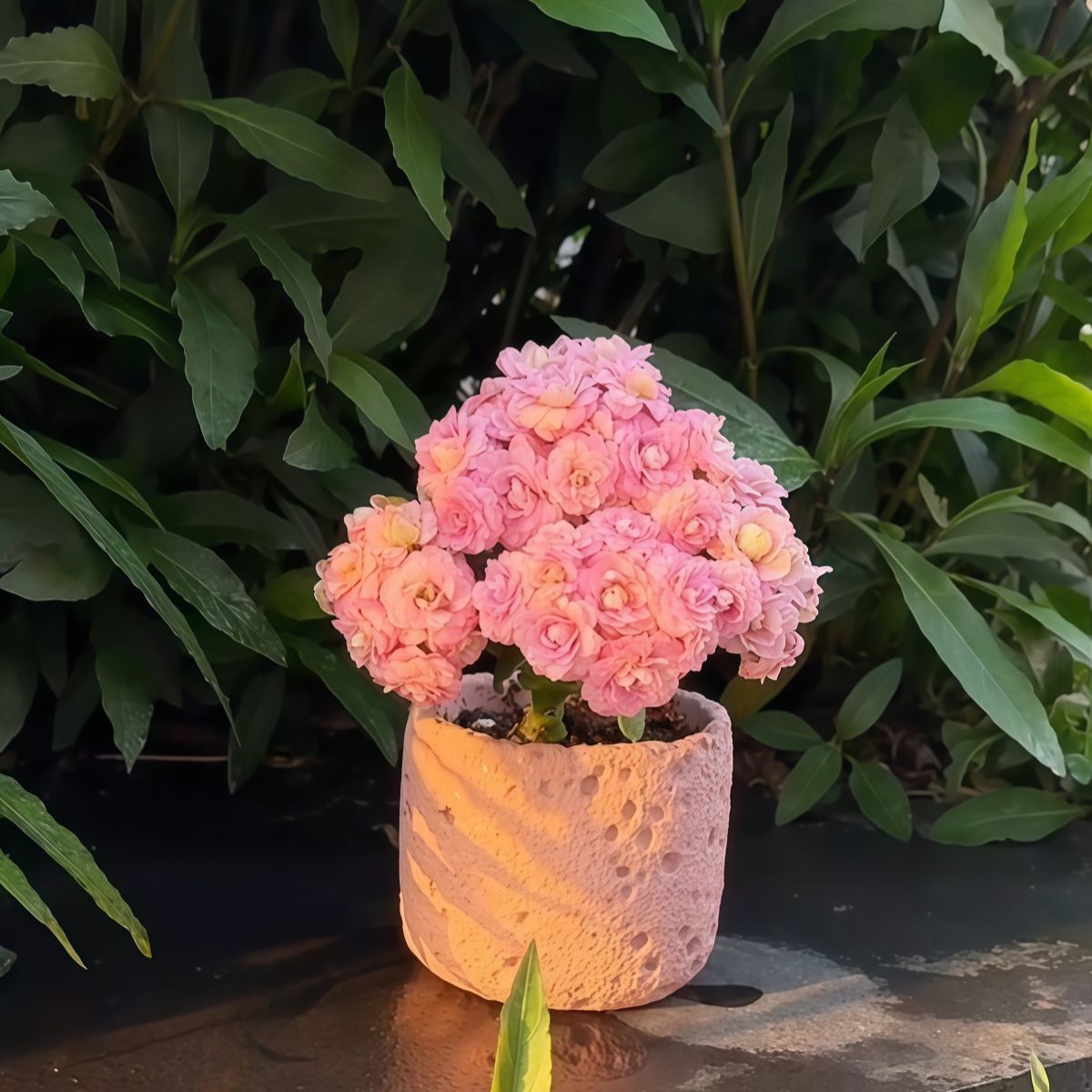 稀罕多肉海天霞长寿花粉色重瓣开花多肉植物办公室内阳台绿植花卉