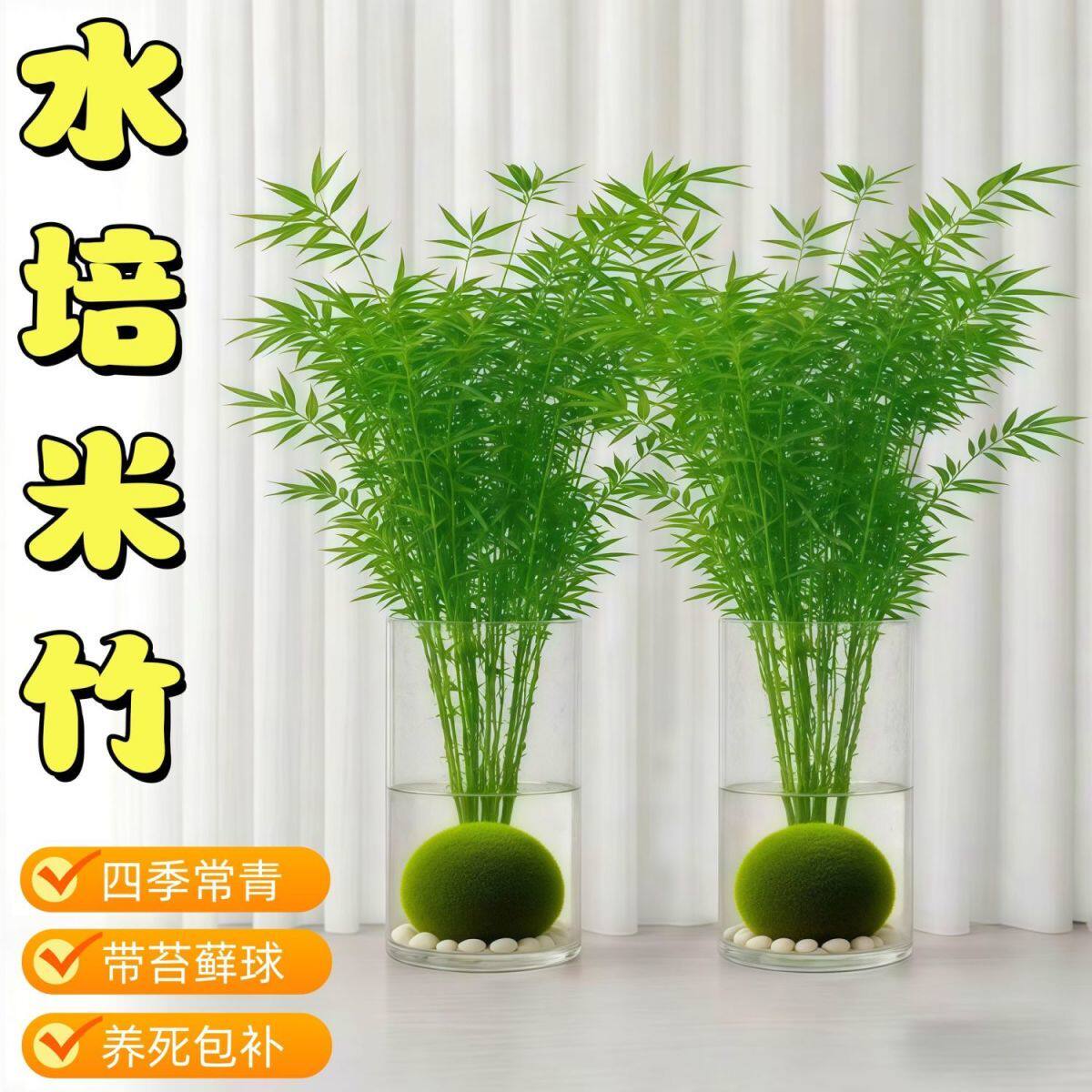 米竹小盆栽水培植物水养袖珍清仓卧室绿植桌面办公室创意迷你植物