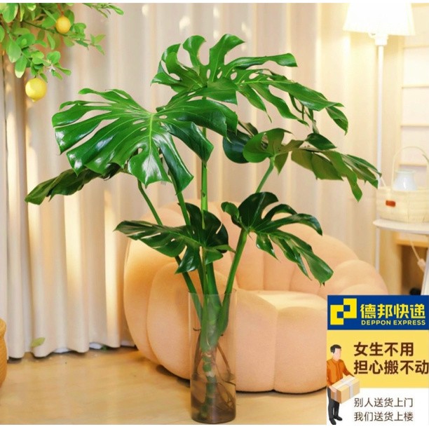 【老桩龟背竹】德邦上门大型绿植4-5片叶单杆龟背竹水培室内观赏