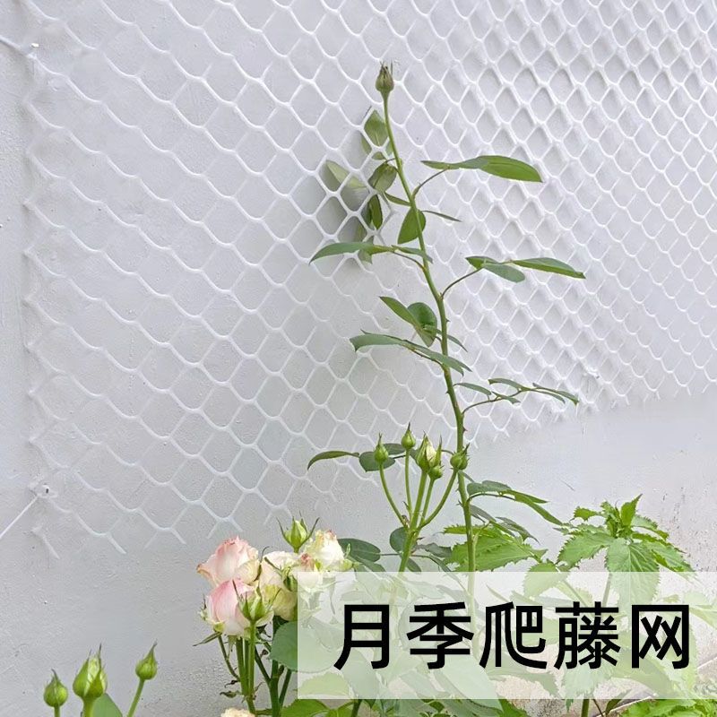 蔷薇月季爬墙网植物爬藤网格风车茉莉蓝雪花藤曼植物家用爬藤网子