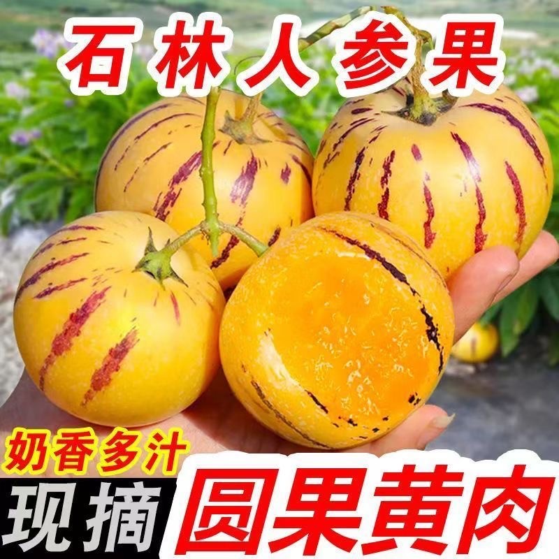 溯源专享正宗云南高山人参果圆果清甜多汁新鲜采摘原产地直发