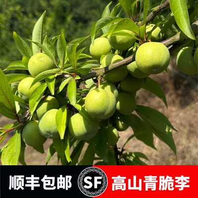 重庆梁平正宗青脆脱骨李新鲜现摘当季水果酸甜爽口