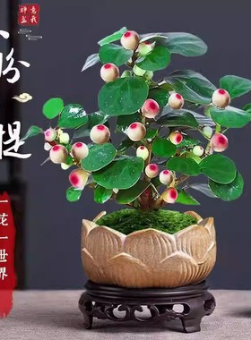 菩提树盆栽小盼菩提盆景带果中式禅意桌面摆件室内好养绿植物vc89