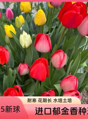 进口郁金香种球单瓣品种1粒装5度球室内花卉盆栽四季开花vc37