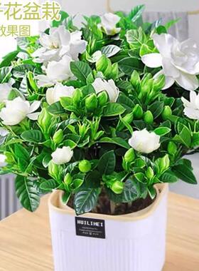 【下单立减30】栀子花盆栽花卉浓香型栀子花室内客厅阳台绿植lx52