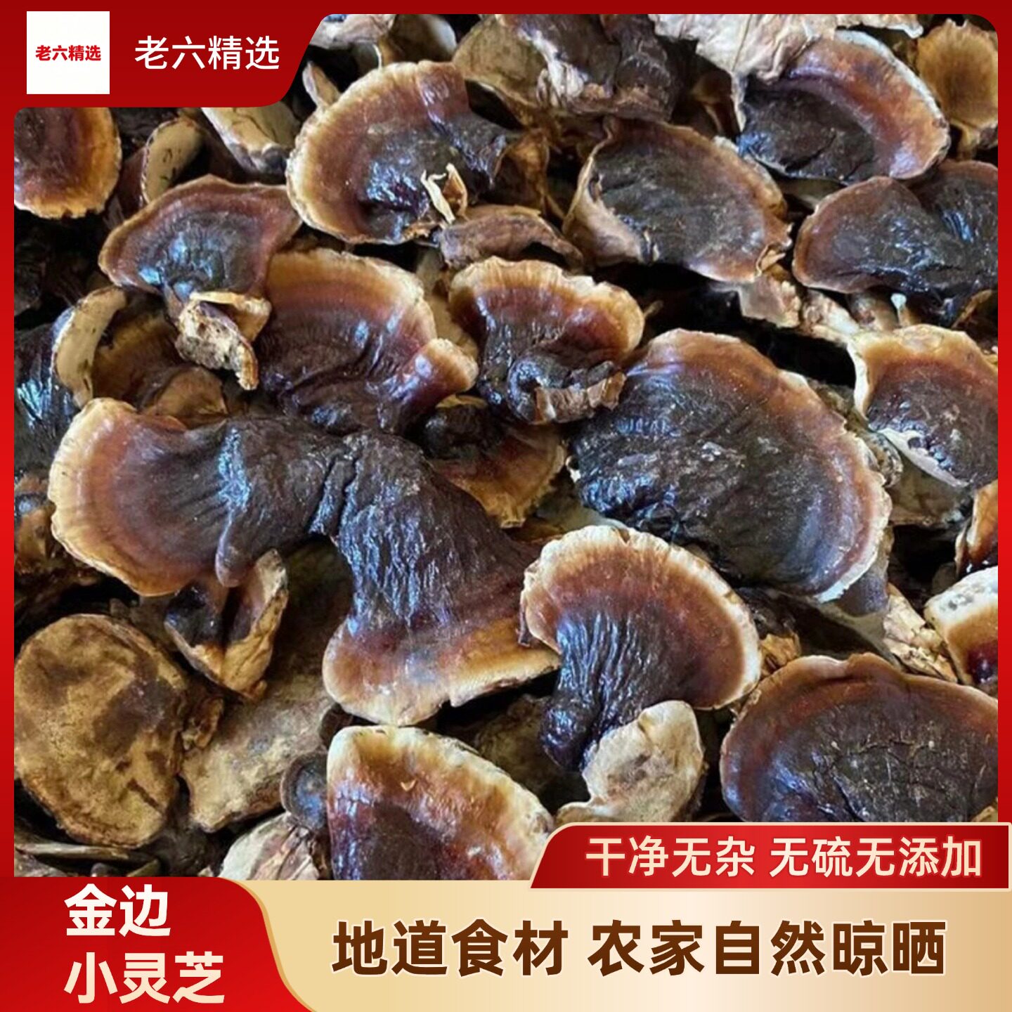 长白山野生小金边灵芝新货泡水