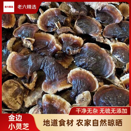 长白山野生小金边灵芝新货泡水