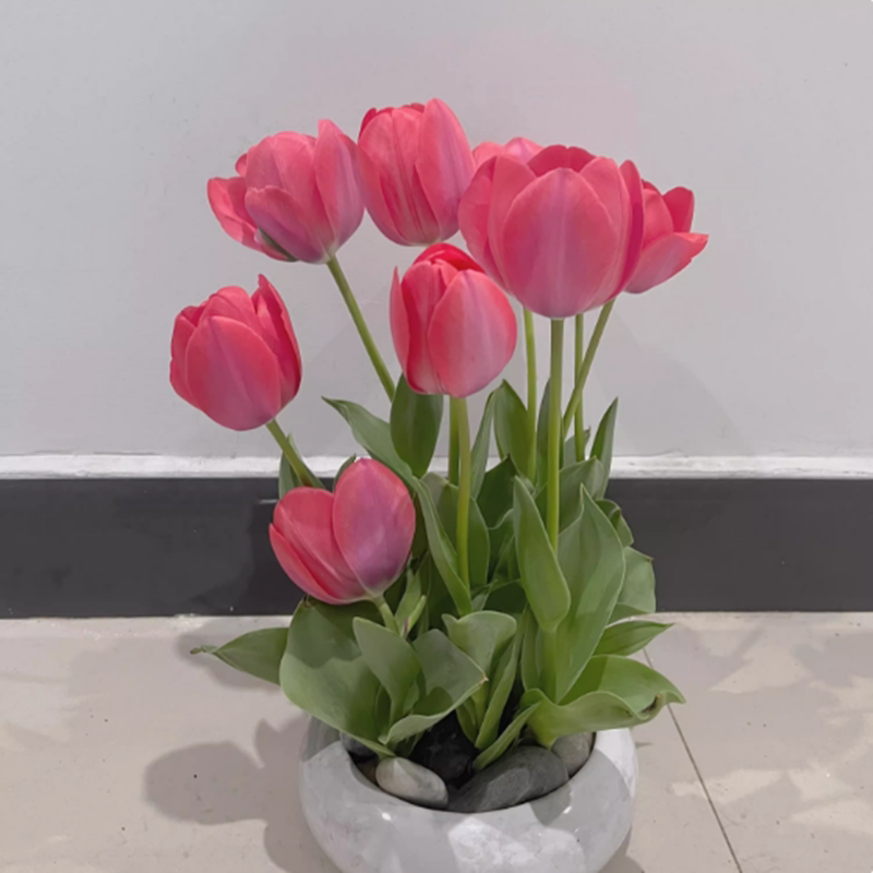 ����������ˮ�໨������ֲ�����ڻ��ļ����������Ի����ʻ�������