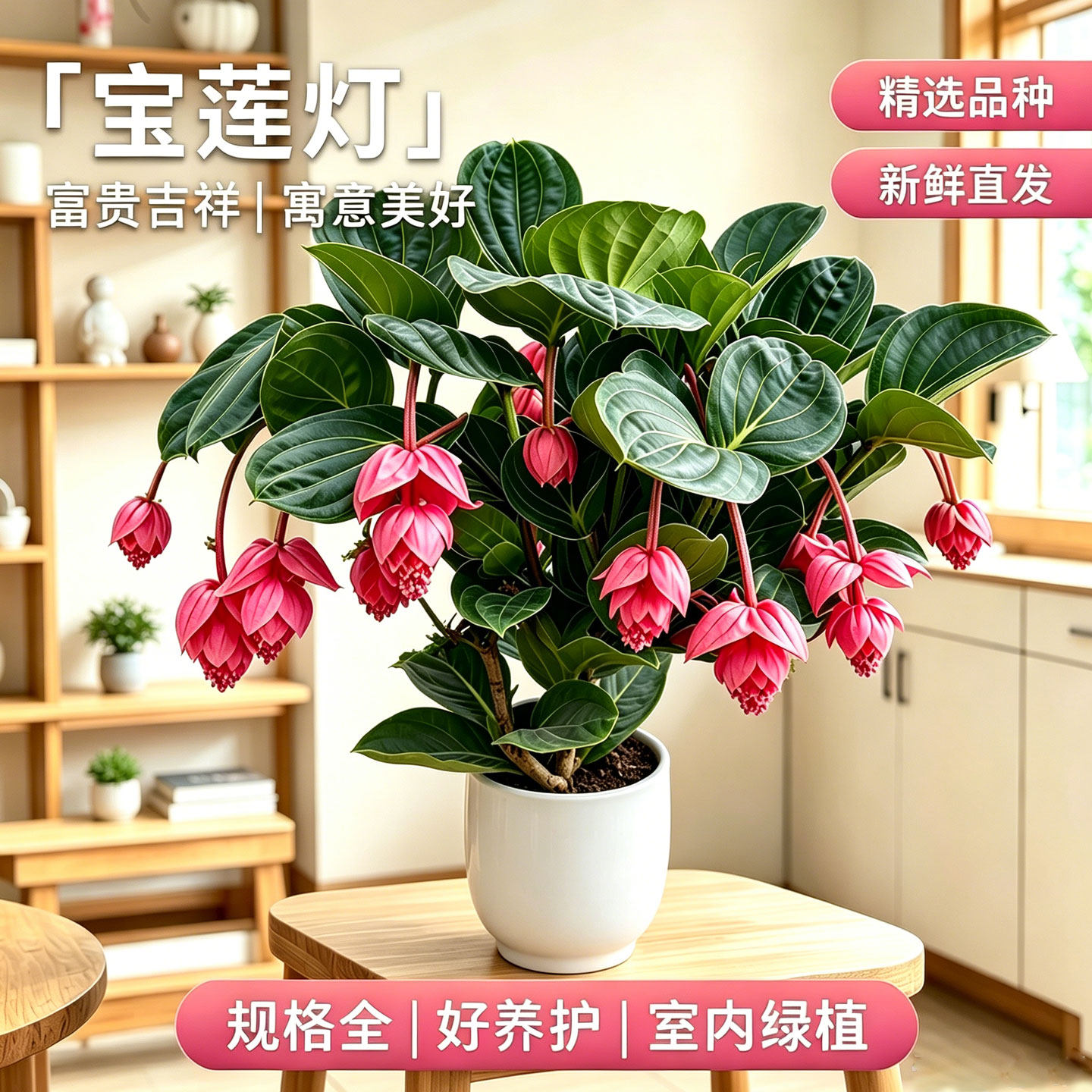 宝莲灯花盆栽带花苞室内客厅高级感大型花卉绿植多年生年宵花大花