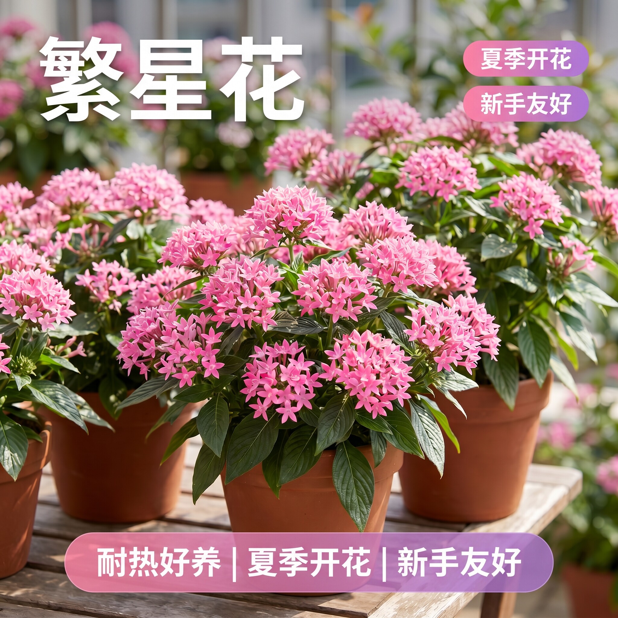 繁星花盆栽带花苞阳台庭院耐热好养开花植物五星花大苗易爆花花卉