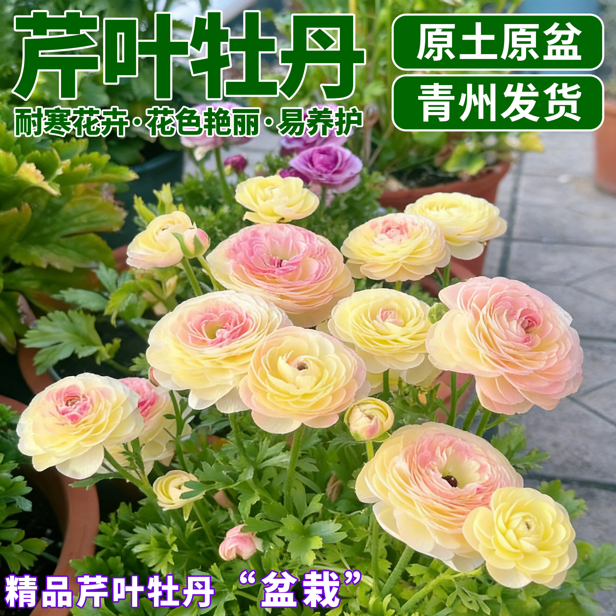 洋牡丹盆栽带花苞室内好养鲜切花花毛茛室内外庭院盆栽花卉绿植物