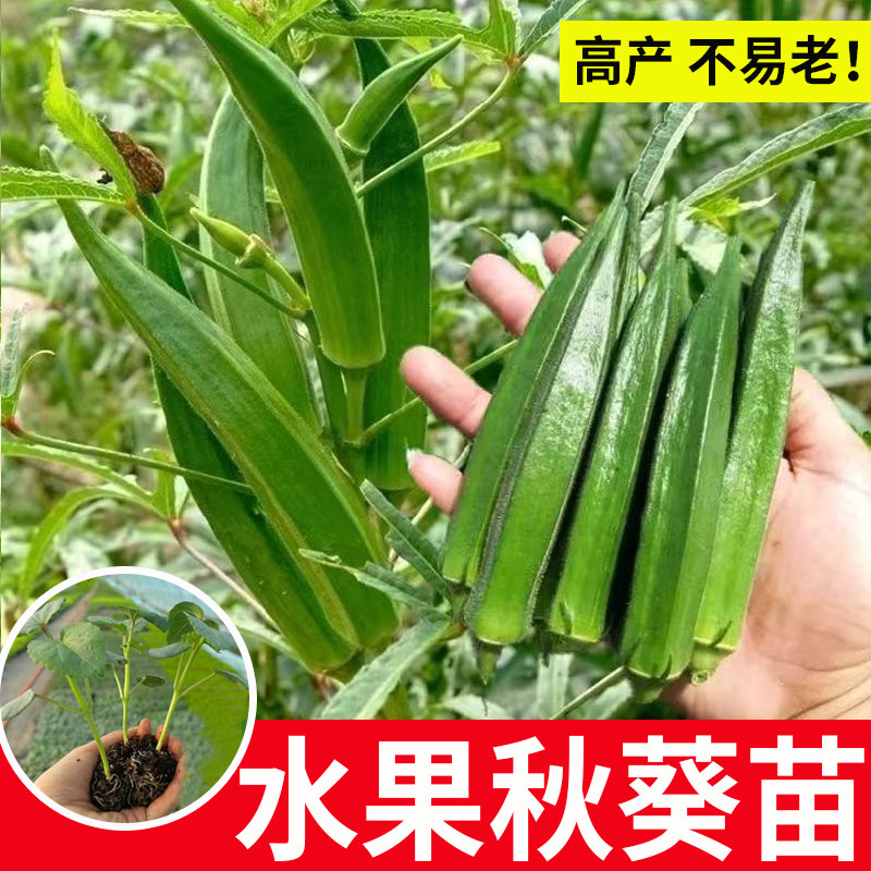 黄秋葵秧苗水果秋葵苗种籽高产红秋葵苗阳台庭院四季易种水果蔬菜