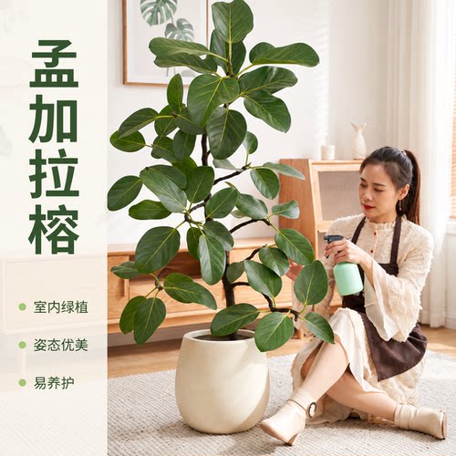 孟加拉榕树客厅绿植室内大型高级感植物琴叶榕四季常青好养活绿植