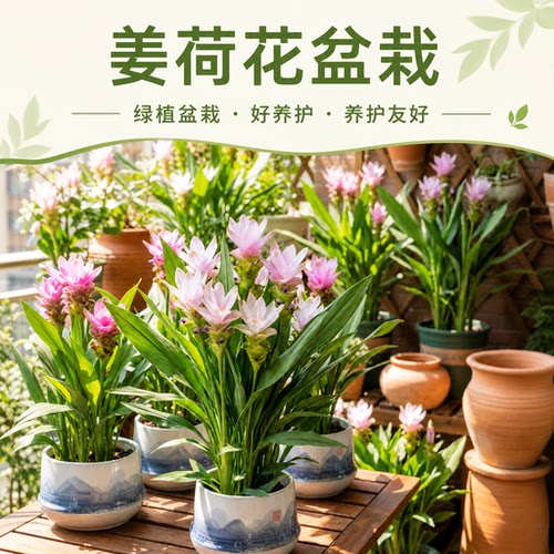 姜荷花盆栽带花苞室内阳台庭院四季好养开花植物耐热耐晒球根花卉
