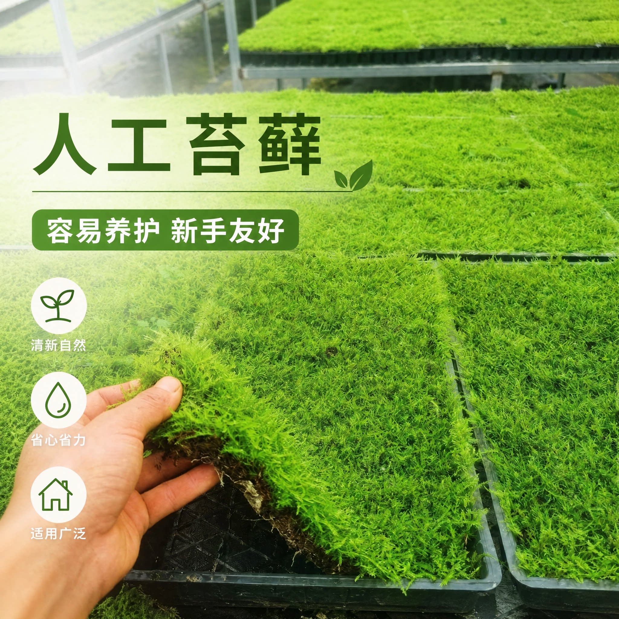 鲜活苔藓植物铺面草坪微景观雨林鱼缸假山造景专用青苔草皮大灰藓图片