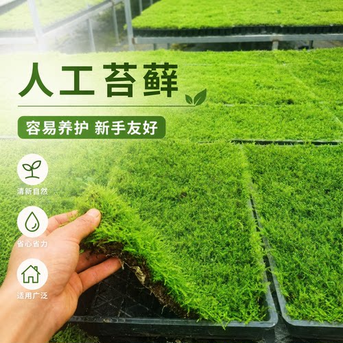 鲜活苔藓植物铺面草坪微景观雨林鱼缸假山造景专用青苔草皮大灰藓