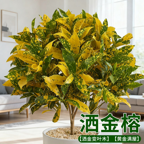 洒金榕黄金万两变叶木室内绿植盆栽耐阴好养客厅招财旺宅观叶绿植