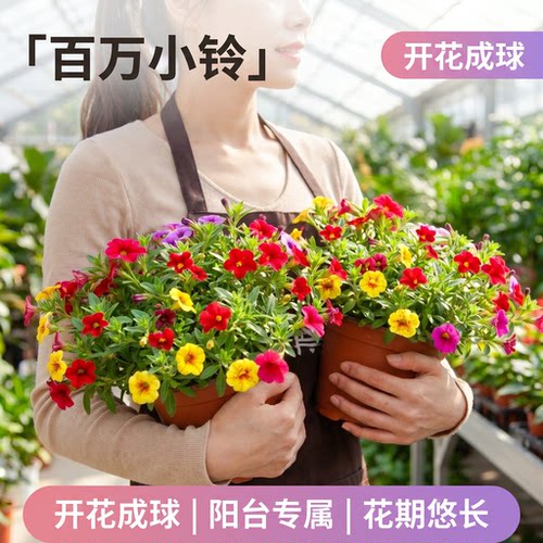 百万小玲盆栽舞春花苗阳台庭院耐热好养活爆花植物垂吊矮牵牛盆栽