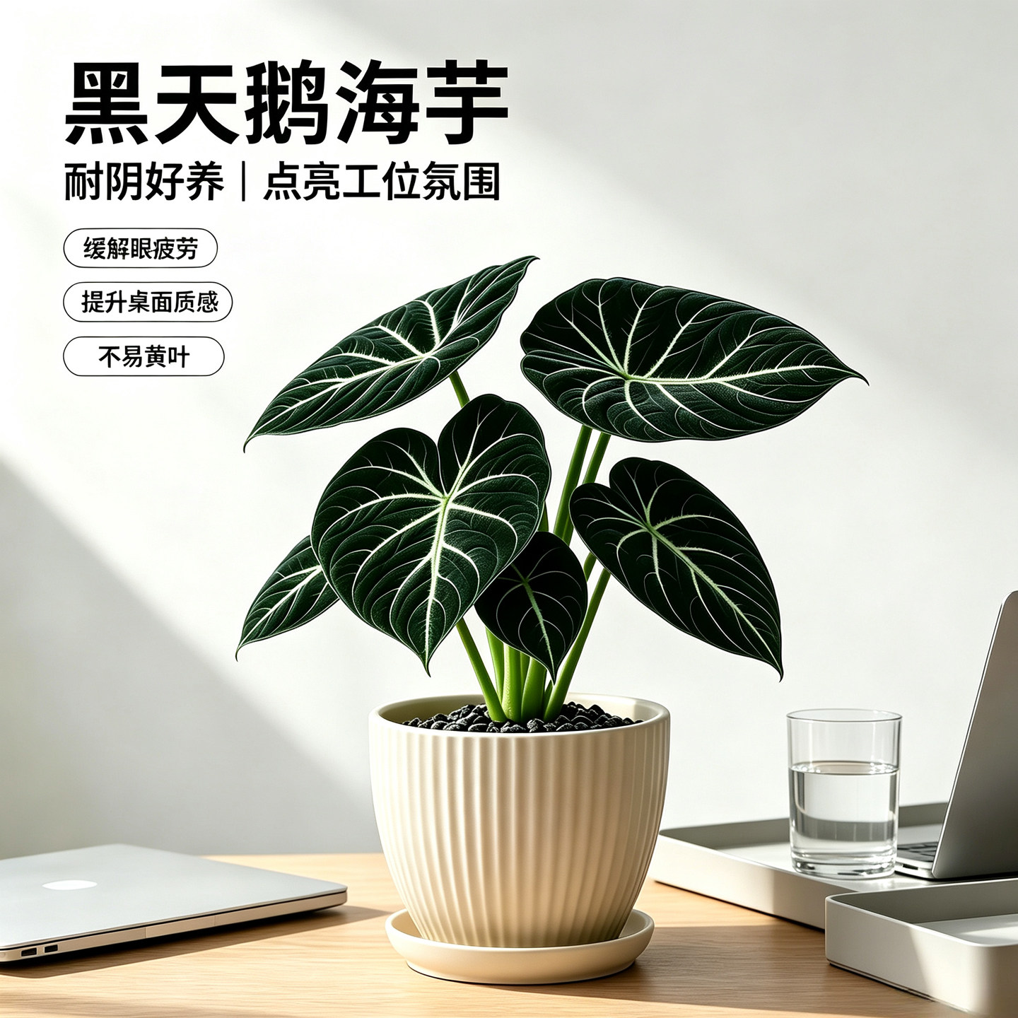 黑天鹅海芋室内桌面绿植绿天鹅忍者海芋植物北欧简约办公桌面绿植图片