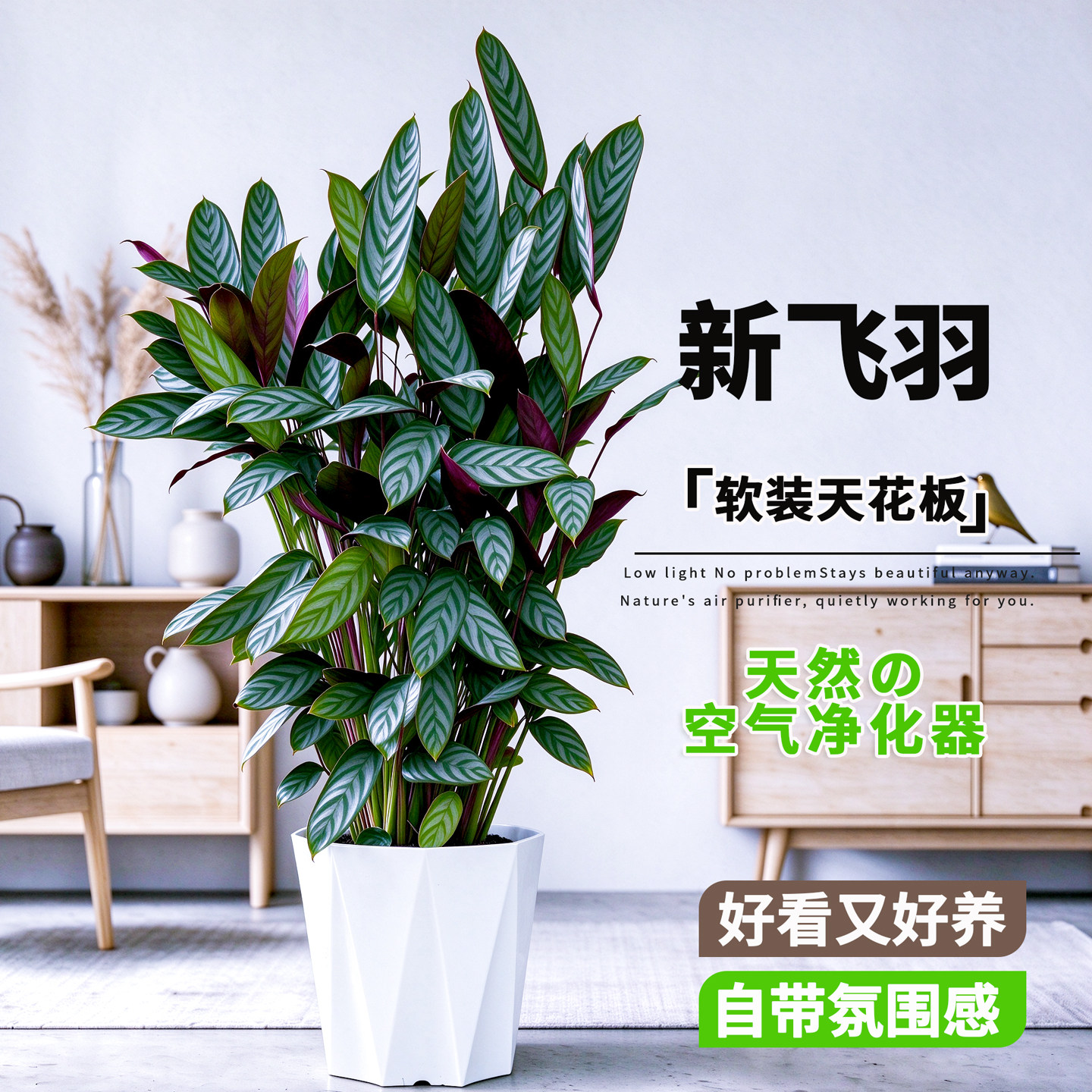 新飞羽竹芋盆栽室内客厅办公室大型绿植四季常青北欧风观叶植物