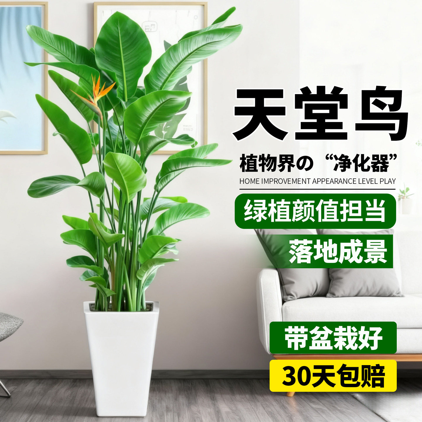 天堂鸟绿植盆栽室内大型绿植耐阴好养鹤望兰办公室高级感绿植落地,鲜花速递/花卉仿真/绿植园艺,绿植,淘宝优惠券,粉丝福利购,淘宝优惠卷