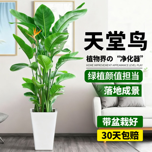 天堂鸟绿植盆栽室内大型绿植耐阴好养鹤望兰办公室高级感绿植落地