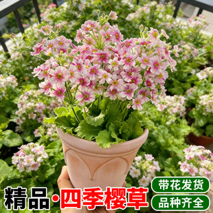 耐寒耐冻花卉四季樱草盆栽带花苞阳台室内易爆花植物年宵花卉好养