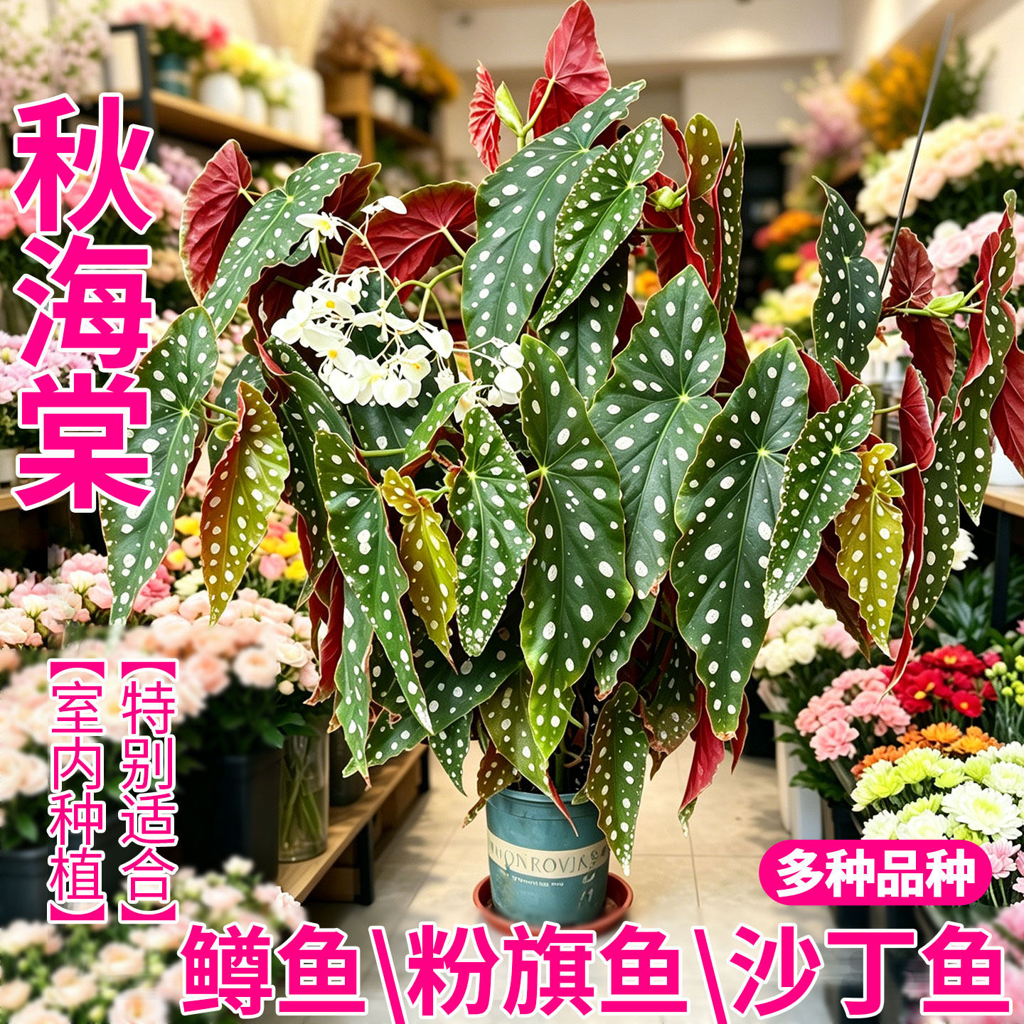 鳟鱼秋海棠盆栽室内绿植盆栽耐阴好养净化空气沙丁鱼粉旗鱼乌头杂