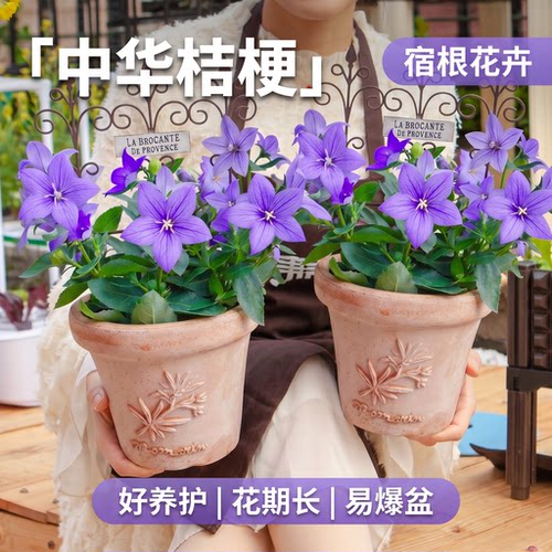中华桔梗盆栽带花苞阳台庭院耐寒耐热四季好养开花植物铃铛花苗大