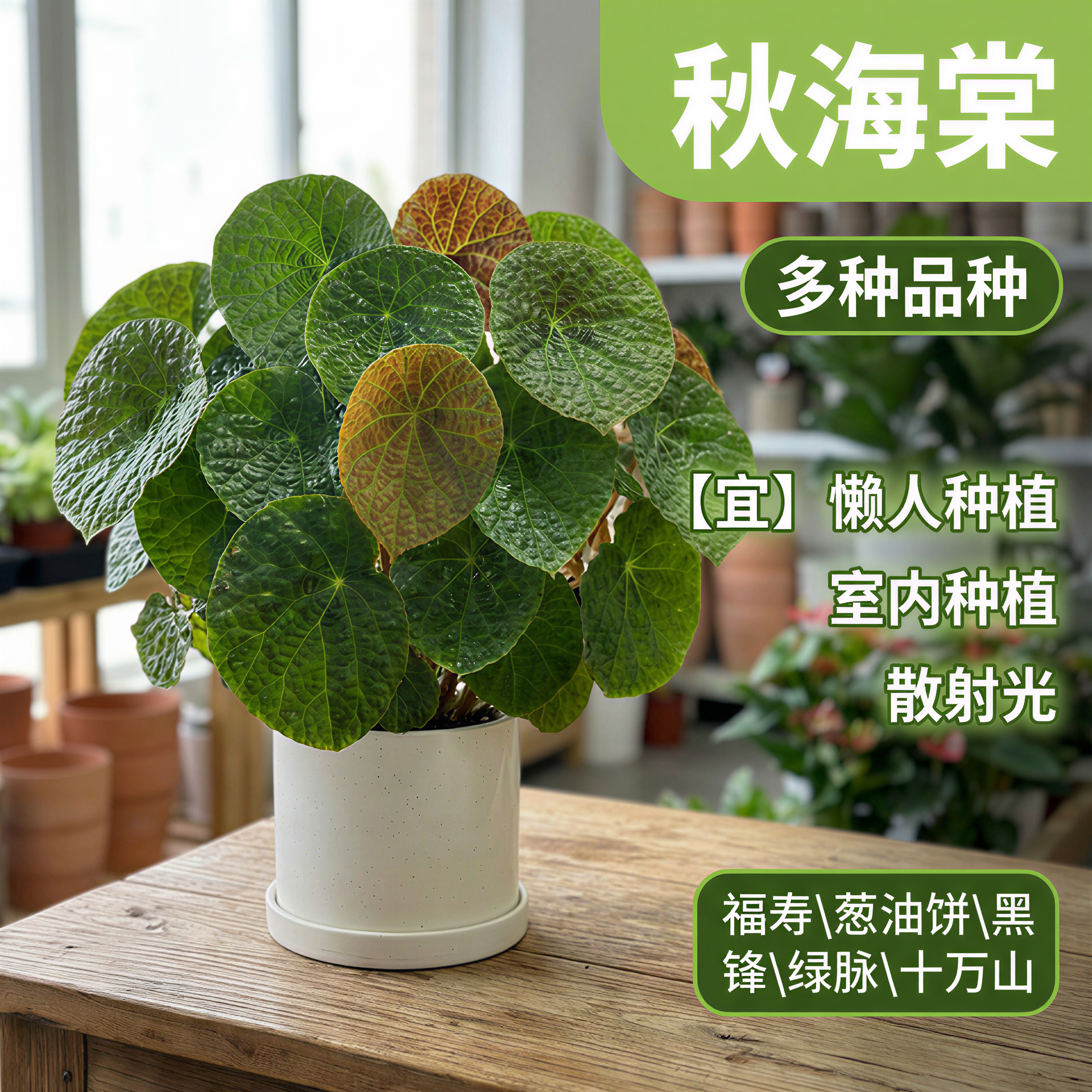 福寿秋海棠室内桌面绿植盆栽四季常青好养圆叶观叶植物蟆叶秋海棠