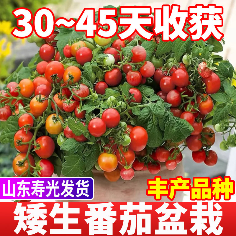 矮生番茄小盆栽阳台室内种植圣女果小柿子种苗可观赏食用带花带果