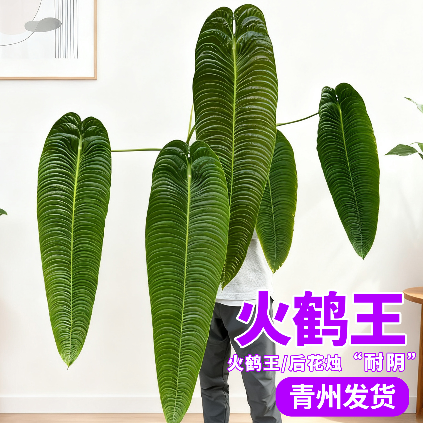 火鹤王火鹤后花烛室内耐阴大叶热植盆栽阳台绿植克莱恩观叶植物