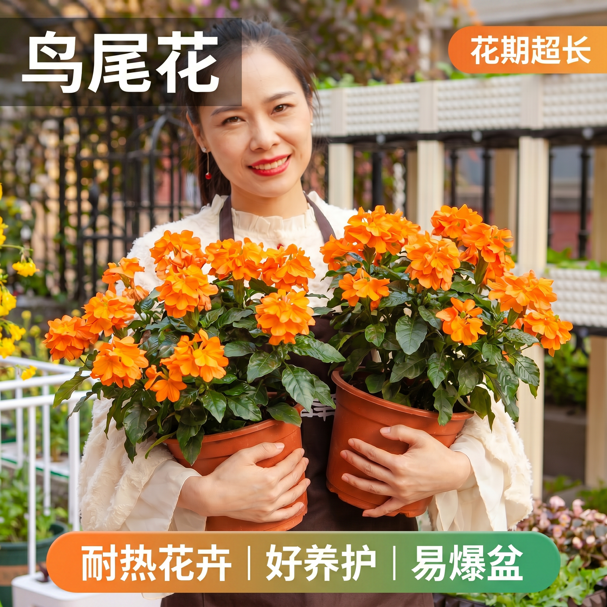 鸟尾花盆栽带花苞阳台庭院多年生开花木本植物内桌面好养花卉耐热