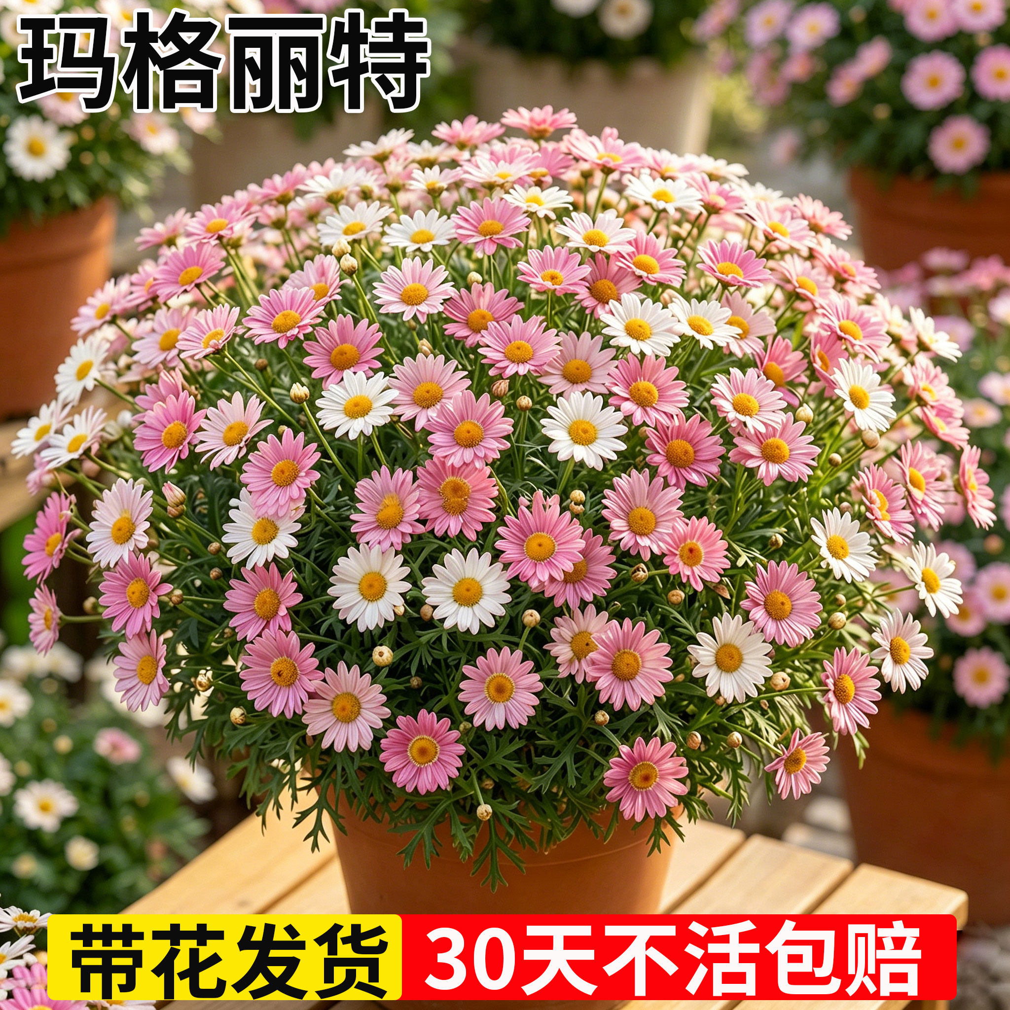 玛格丽特盆栽带花苞小雏菊糖果阳台庭院好养爆花花卉植物菊花大苗