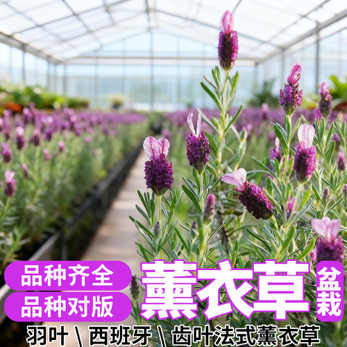 薰衣草盆栽带花苞齿叶薰衣草室内阳台庭院耐寒耐热花卉植物好养活