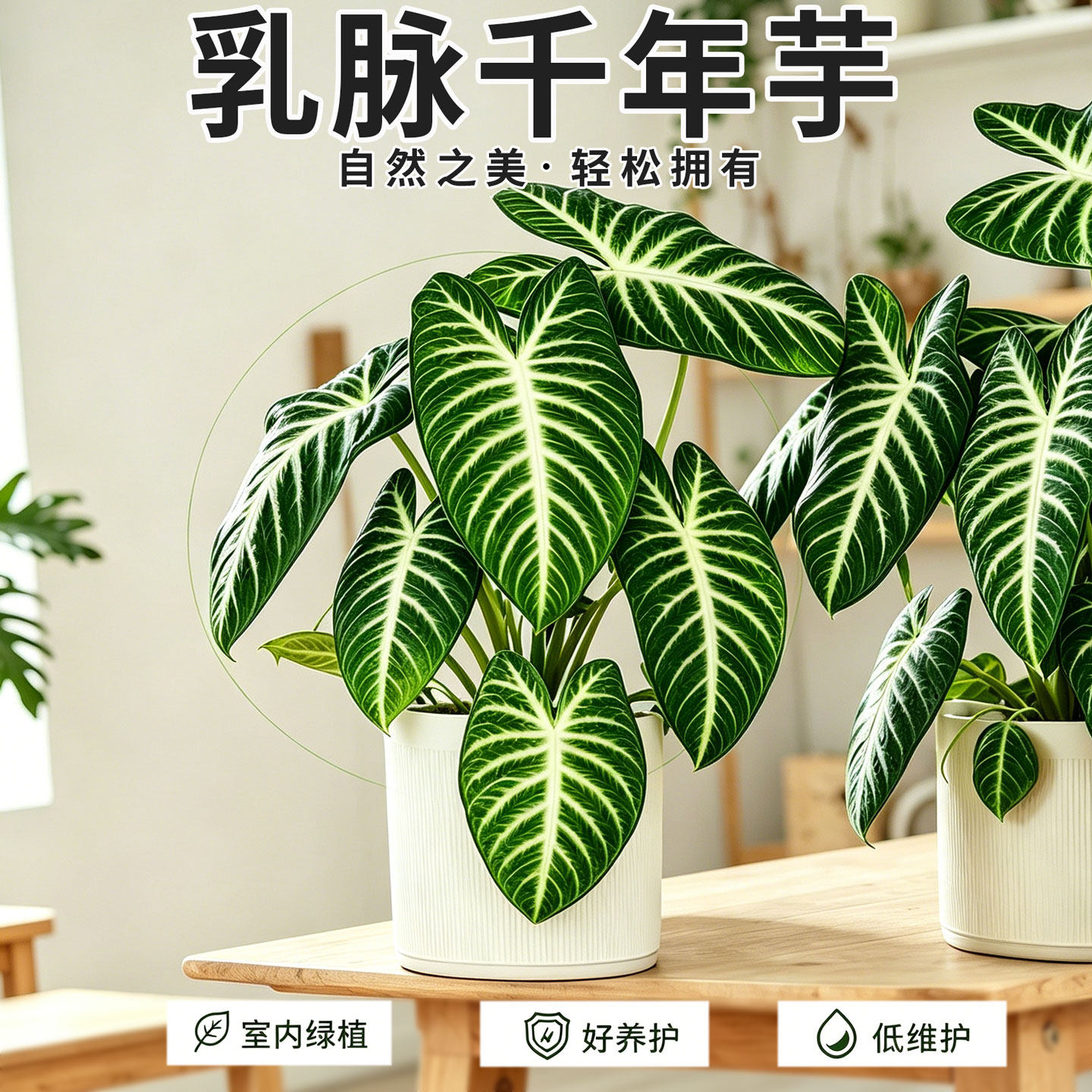 乳脉千年芋室内耐阴绿植盆栽ins网红观叶植物四季常青好养活海芋