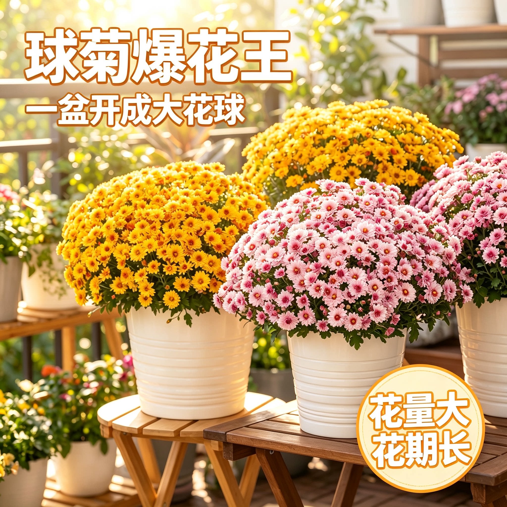 大盆千头球菊带花苞阳台庭院四季好养多年生耐寒花卉精品菊花大苗