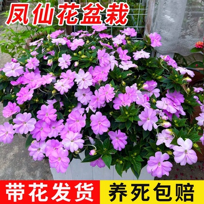 凤仙花桑蓓斯花苗带花苞室内好养四季花卉易爆花耐热庭院花苗种子