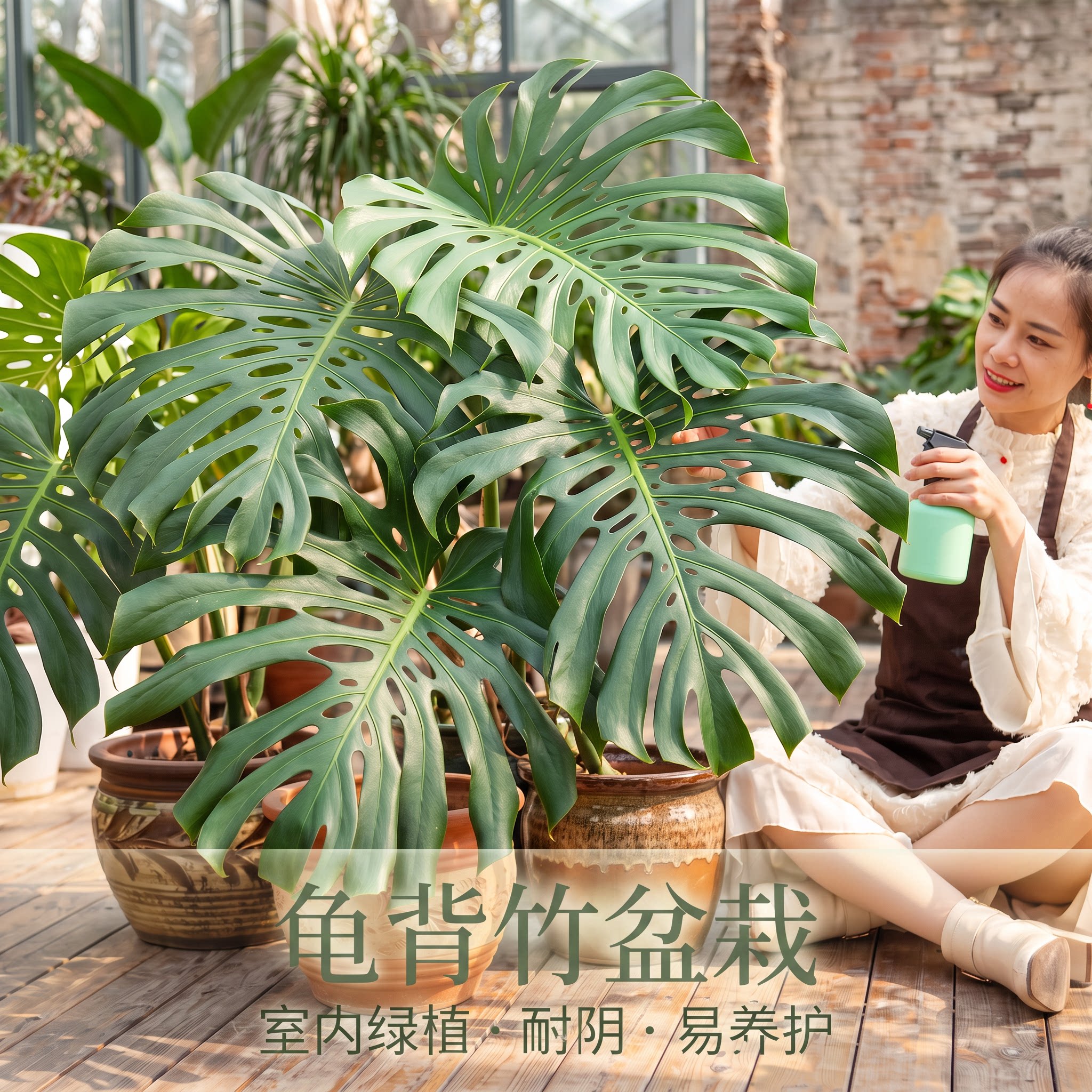 龟背竹老桩室内绿植盆栽客厅阳台四季常青好养活提根开背大叶植物图片