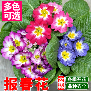 报春花盆栽带花苞玫瑰报春花青棵耐寒年宵花阳台室内桌面绿植花卉