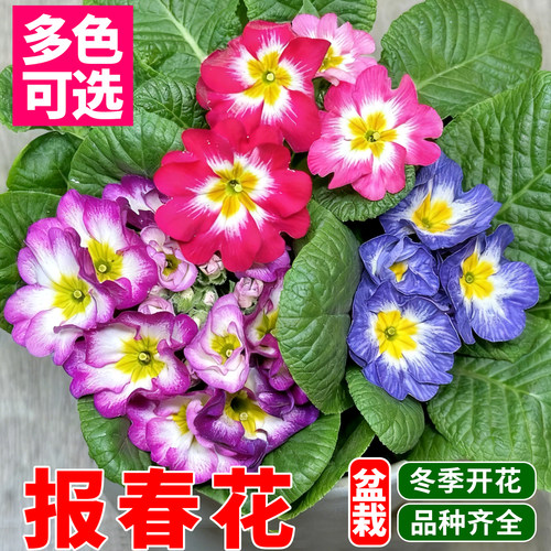 报春花盆栽带花苞玫瑰报春花青棵耐寒年宵花阳台室内桌面绿植花卉