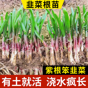 红根宽叶韭菜根批发阳台农家小叶秧苗种子仔带盆 韭菜根苗紫根四季