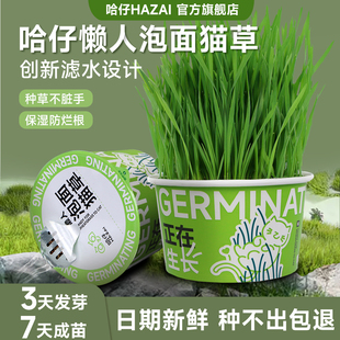 哈仔懒人泡面猫草盆栽猫咪化毛草天然自种水培猫草种子猫咪零食