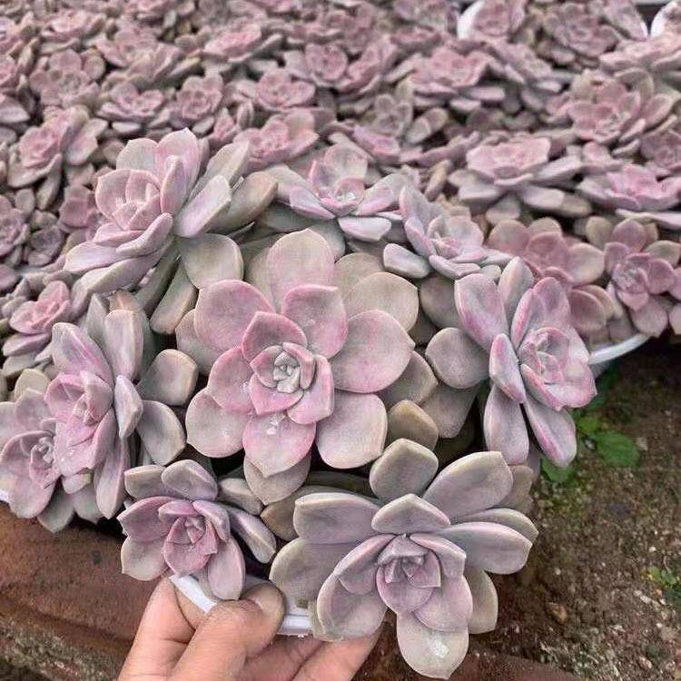 家居多肉植物花卉盆栽多肉植物盆栽紫乐多头图片