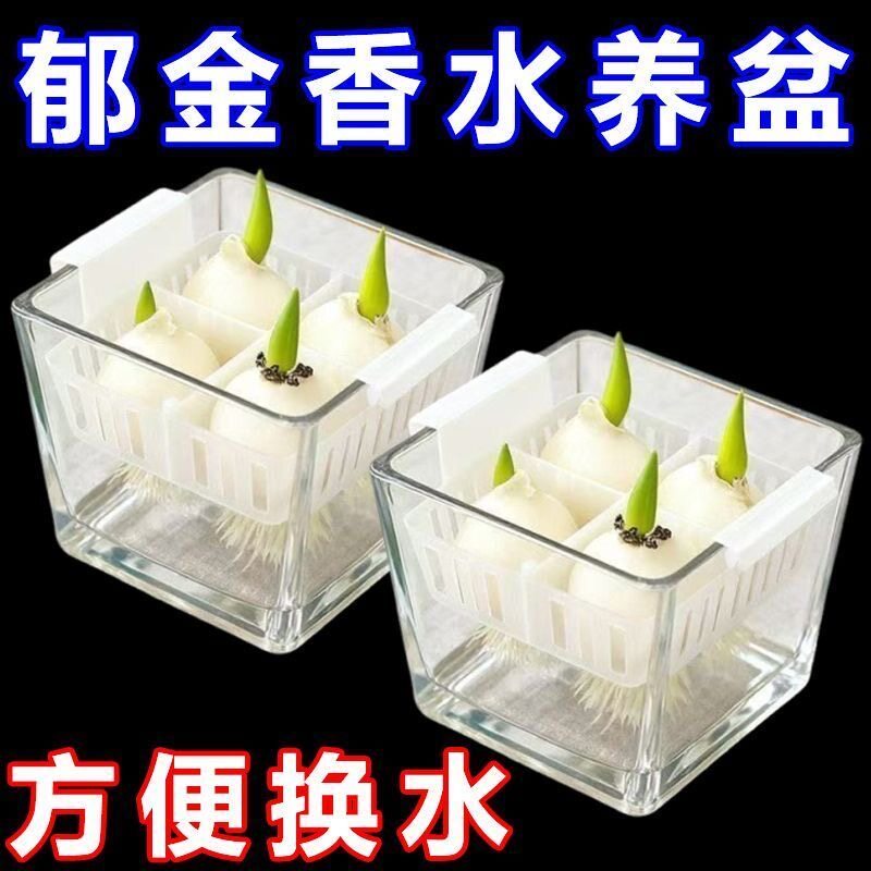 水培郁金香专用花盆透明非玻璃花瓶含塑料定植篮水养郁金香种球盆